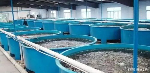 水产工厂化养殖失败探因 为何90%的从业者难以为继？